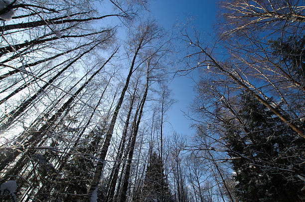 alberi invernali alto nella foresta, blu cielo - non urban scene landscaped winter snow foto e immagini stock