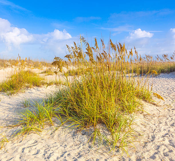 istock dunes with grass at fine sandy beach without people 459564987