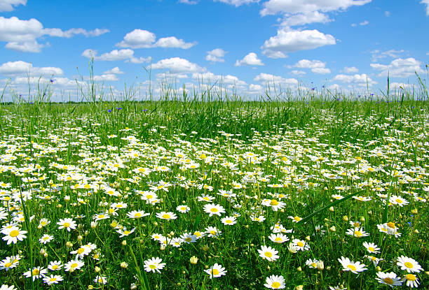 istock field of camomiles 459564997