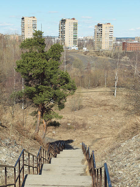 istock Wooden ladder and pine 459565339