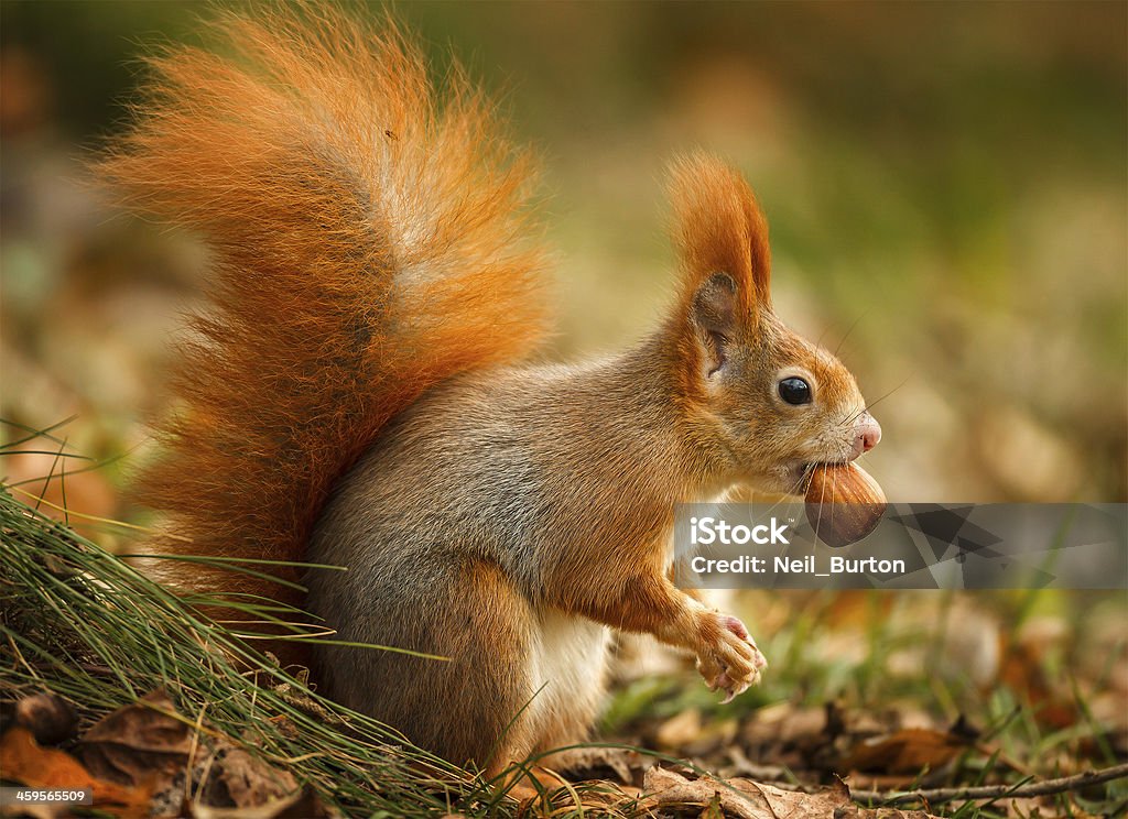 Red squirrel foraging for hazelnuts Red squirrel with a hazelnut in his teeth Squirrel Stock Photo