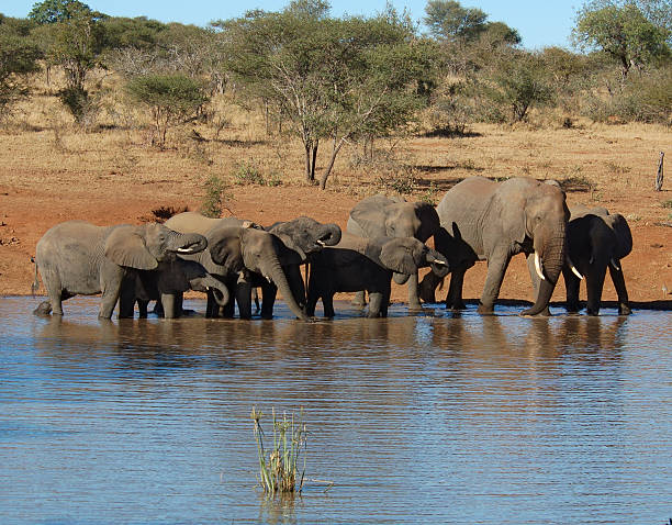 африканский слон - addo elephant national park фотографии стоковые фото и изображения