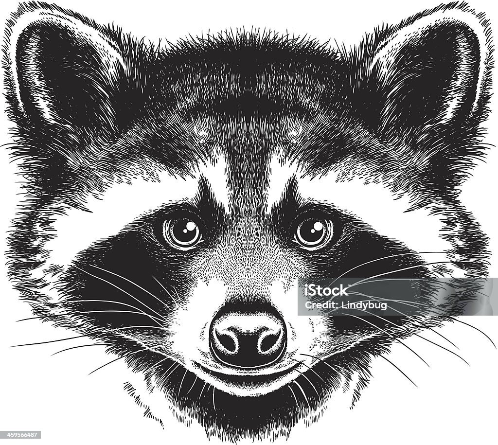 A black and white portrait of a raccoon  Black and white vector sketch of a Raccoon's face Raccoon stock vector