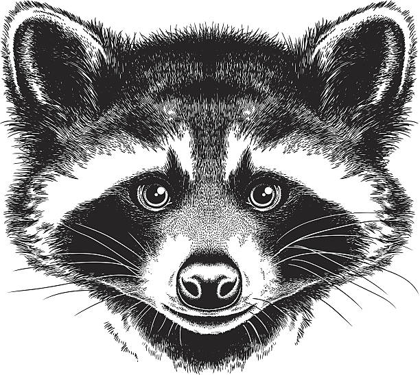 A black and white portrait of a raccoon  vector art illustration