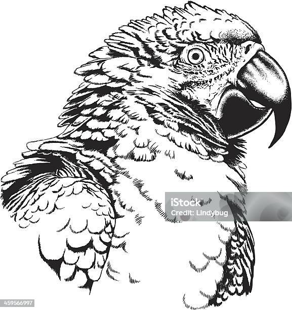 Ara Parrot - Stockowe grafiki wektorowe i więcej obrazów Papuga - Papuga, Sztych, Ara