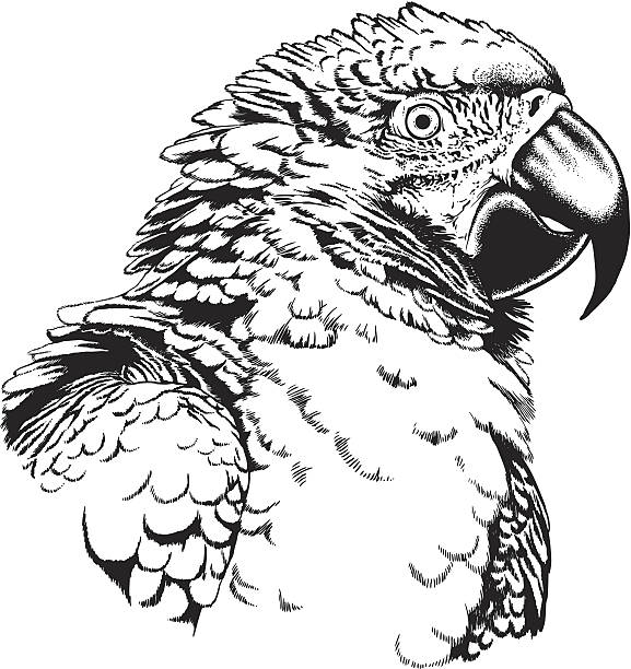 Macaw Parrot vector art illustration