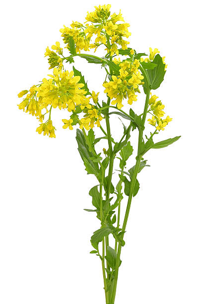 istock Barbarea vulgaris flowers 459568153