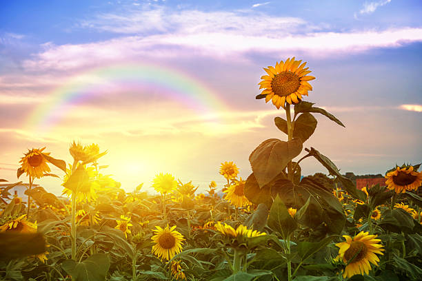 istock Field of sunflowers and blue sky 459568237