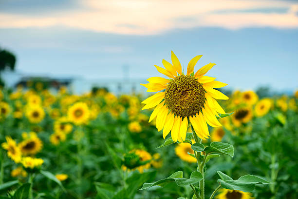 istock Field of sunflowers and blue sky 459568435