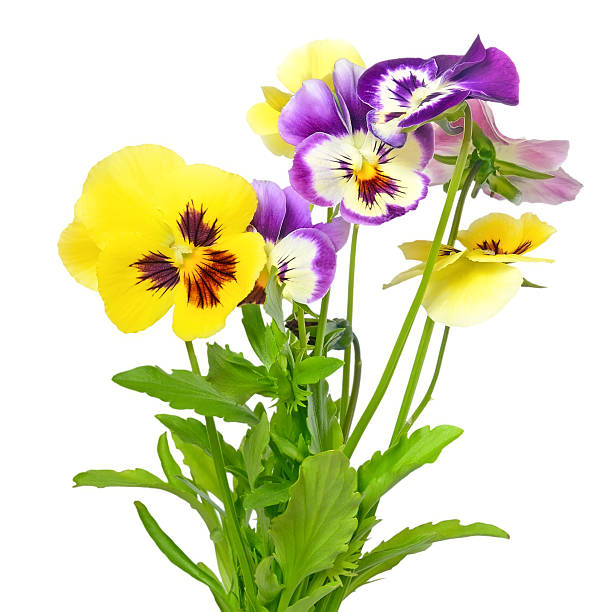 istock Pansy flowers 459568861