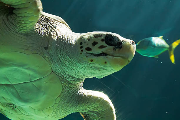 istock beautiful sea turtle swimming 459571487