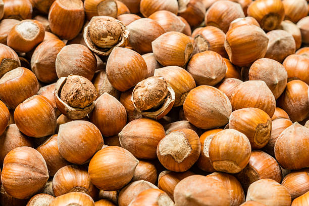 shelled hazelnut stock photo