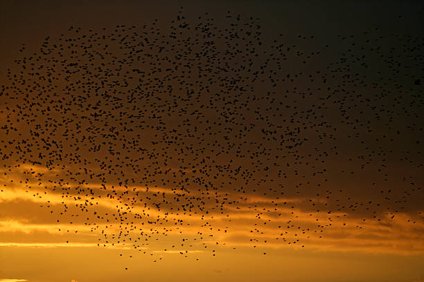 istock Starling, Sturnus vulgaris 459587383