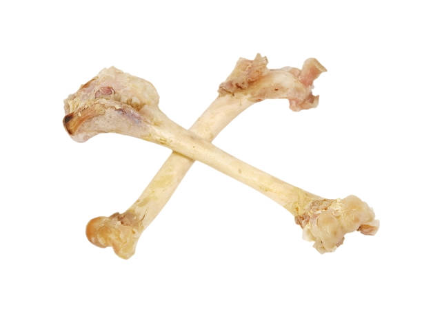 istock Crossed bones taken closeup.Isolated. 459587447