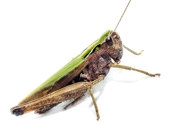 istock Portrait of a grasshopper 459587503