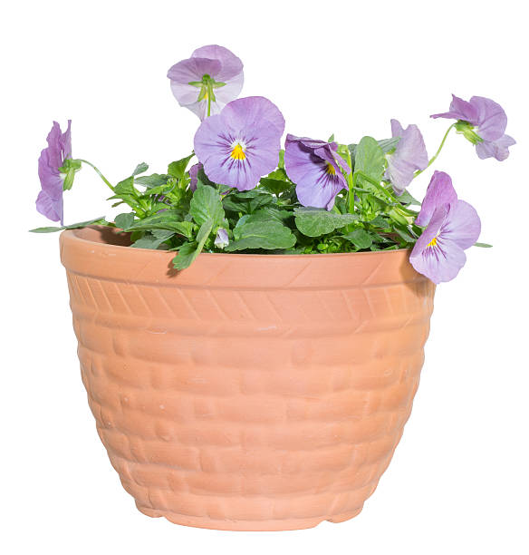 istock Viola in the pot 459587711