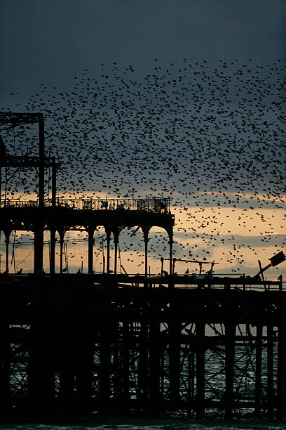 istock Starling, Sturnus vulgaris 459588905