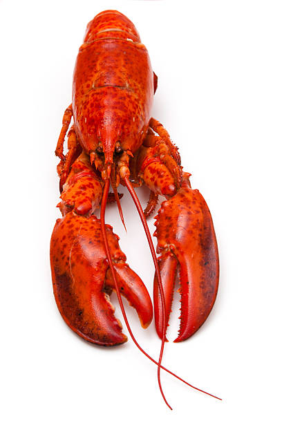 istock Cooked Canadian red lobster on a white studio Background. 459588959