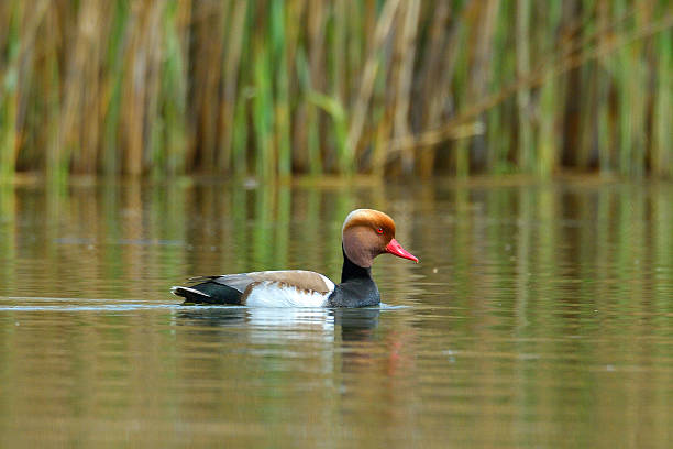 Red Crested pochard (Netta Rufina) Red Crested pochard (Netta Rufina) netta rufina stock pictures, royalty-free photos & images