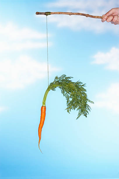 personne agiter des carottes de crosse - stick dangling a carrot carrot motivation photos et images de collection
