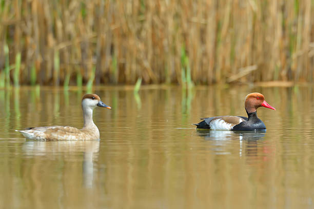 Red Crested pochard (Netta Rufina) Red Crested pochard (Netta Rufina) netta rufina stock pictures, royalty-free photos & images