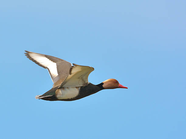 Red Crested pochard (Netta Rufina) Red Crested pochard (Netta Rufina) flying netta rufina stock pictures, royalty-free photos & images