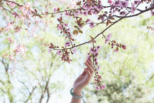 Close up of woman's hand touching a branch with pink cherry blossoms in a park in the springtime