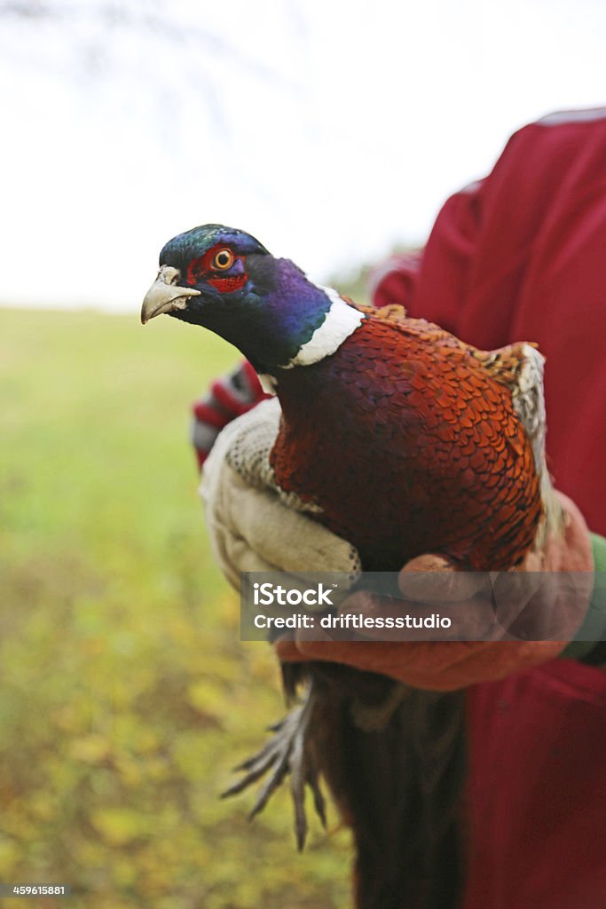 Faisán Rooster de - Foto de stock de Faisán - Ave de caza libre de derechos