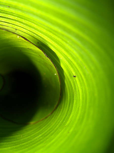 istock closeup of banana leaf texture 459616329