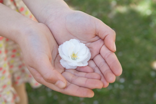Close-up of little girls hands cupped together and holding a cherry blossom