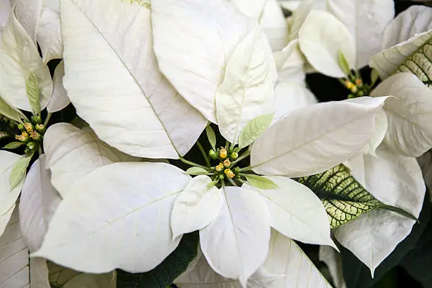 Photo of White Poinsettia in Bloom