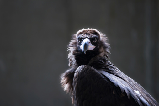 Cinereous Vulture in a backlight