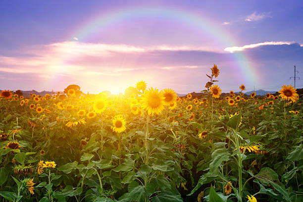 istock The effect of sunflower 459641949
