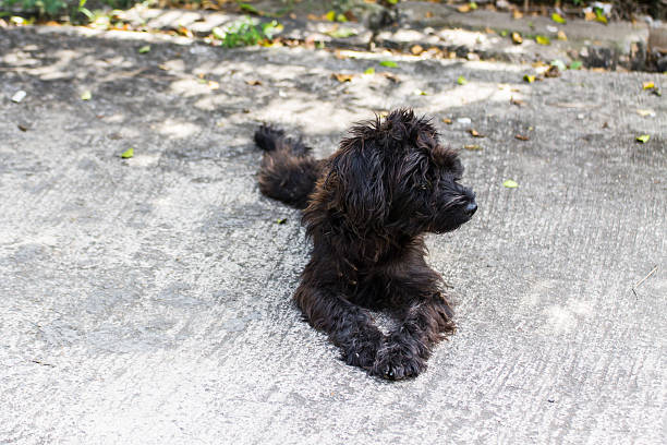 istock Black shaggy dog look ,cross breed 459642367