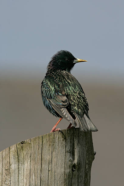 istock Starling, Sturnus vulgaris 459642747