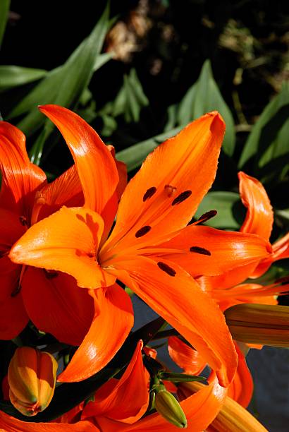 istock orange lily in the garden 459643061