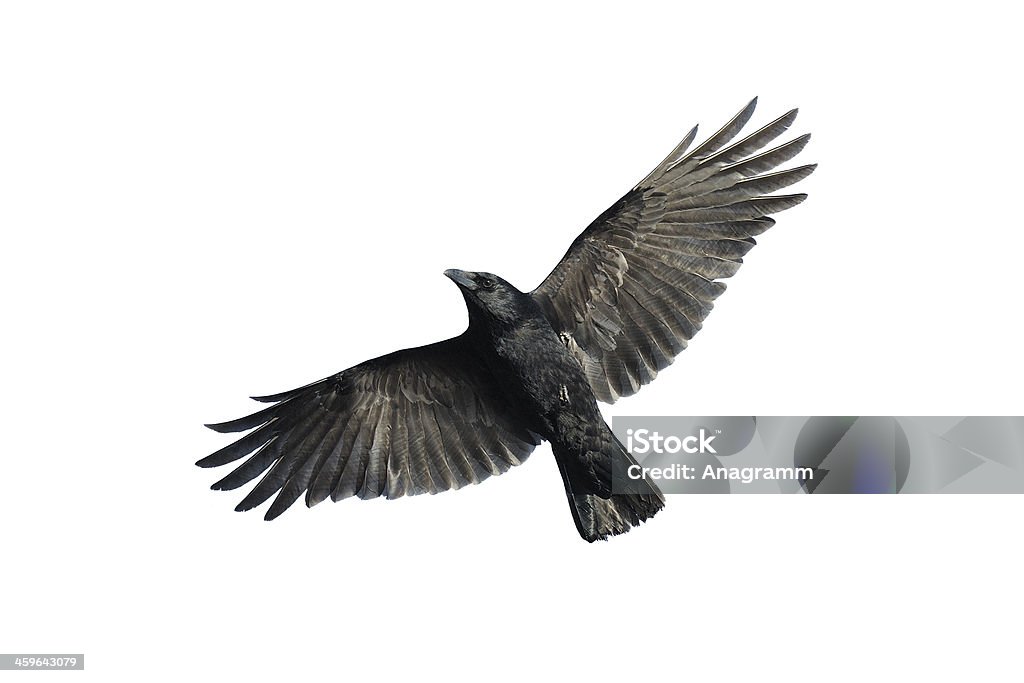 Carrion crow in flight Carrion crow with wide-spread wings isolated against white background. Crow - Bird Stock Photo