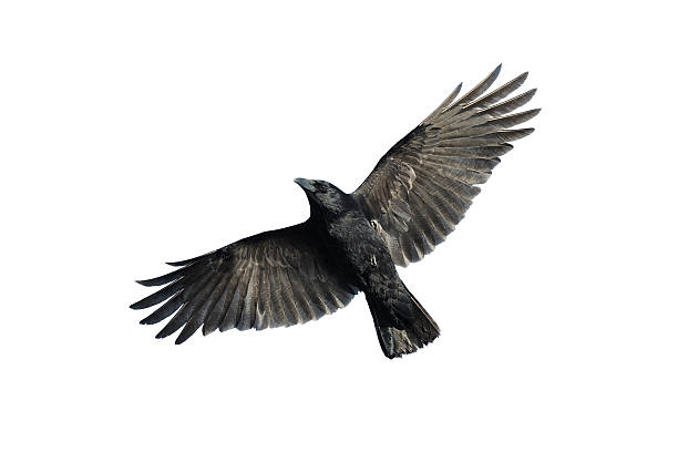 Carrion crow in flight Carrion crow with wide-spread wings isolated against white background. Raven stock pictures, royalty-free photos & images