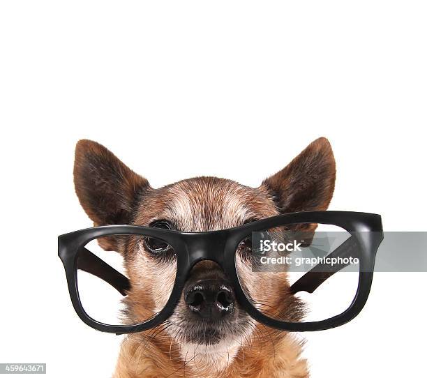 Smart Chihuahua Stock Photo - Download Image Now - Animal, Animal Body Part, Animal Ear