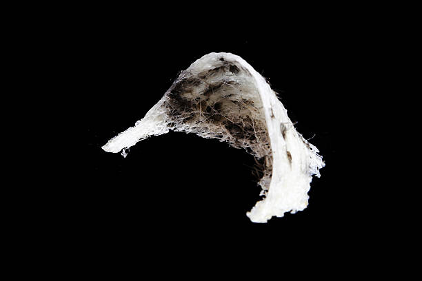 istock Edible bird's nest close up 459657341