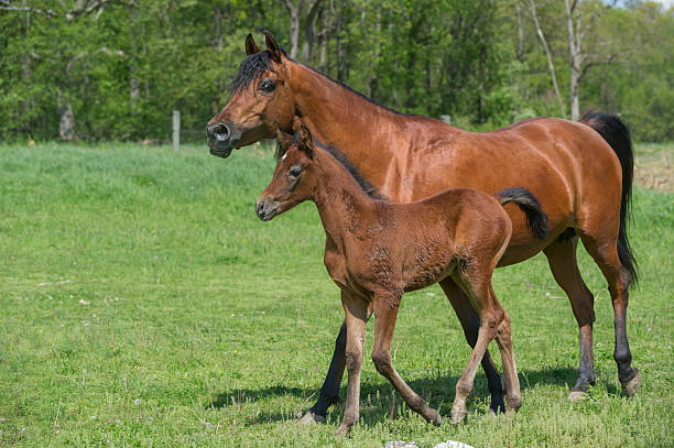 istock Horses in Summer Pasture, Arabian Mare and Foal Walking 459663223