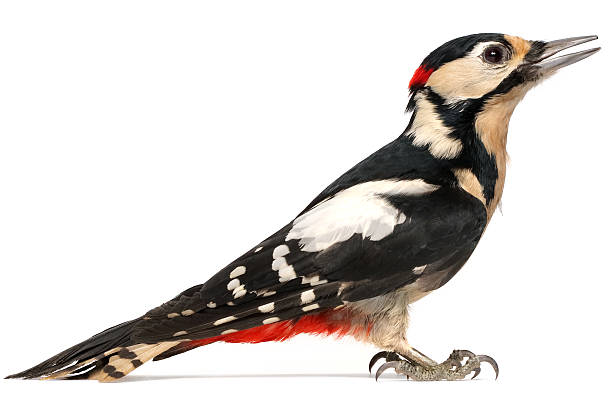 Woodpecker stock photo