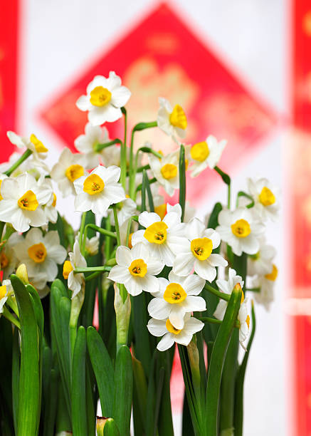 narcissus flower for chinese new year
