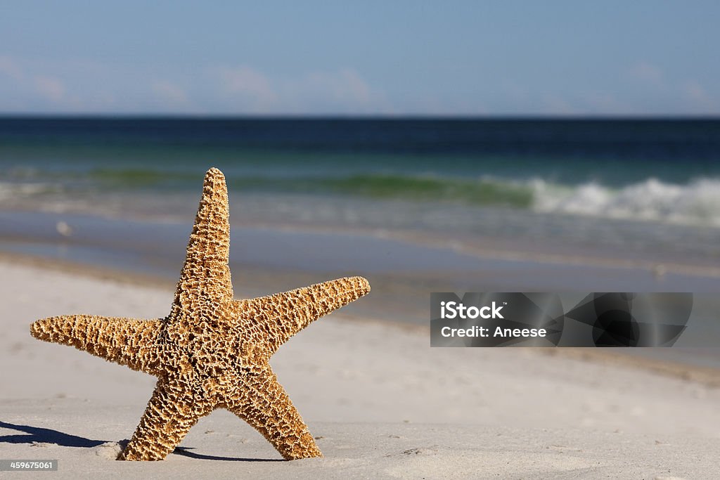 Stella di mare sulla spiaggia - Foto stock royalty-free di Acqua