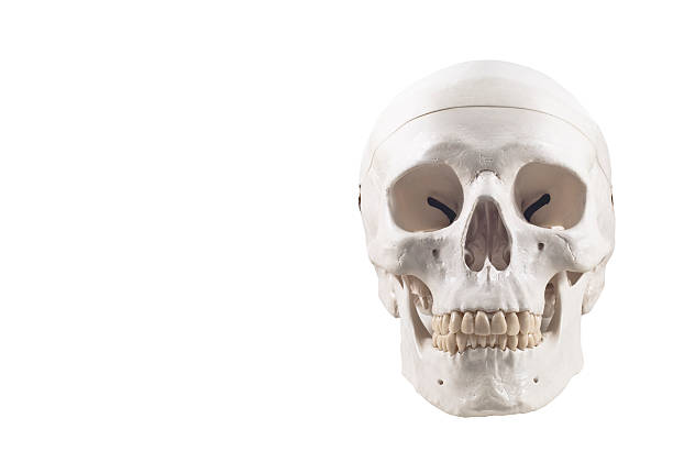 modello di cranio umano isolato - sapience foto e immagini stock