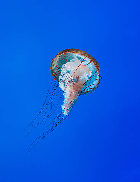 istock Beautiful jellyfish floating in the sewater 459675663