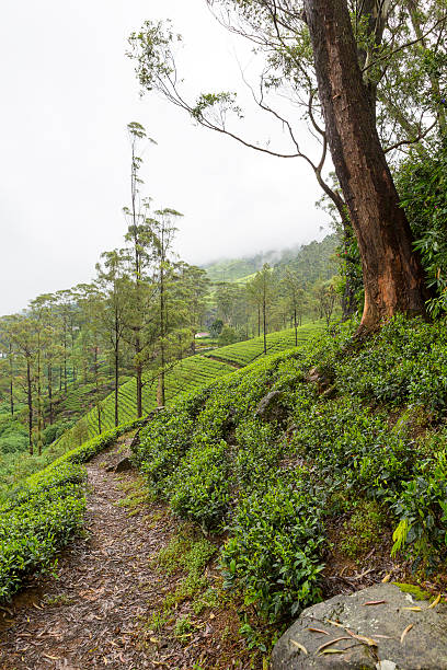 istock Tea plantation Sri Lanka 459676517