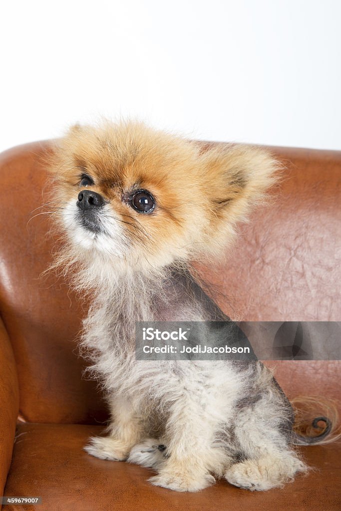 Alopecia In Dogs Stock Photo - Download Image Now - Dog, Alopecia, Hair Loss  - iStock