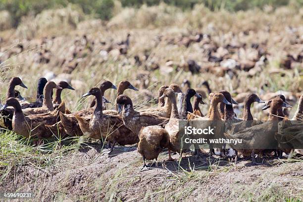 Free Range Duck Farm Stock Photo - Download Image Now - Influenza A virus subtype H7N9, Agriculture, Animal