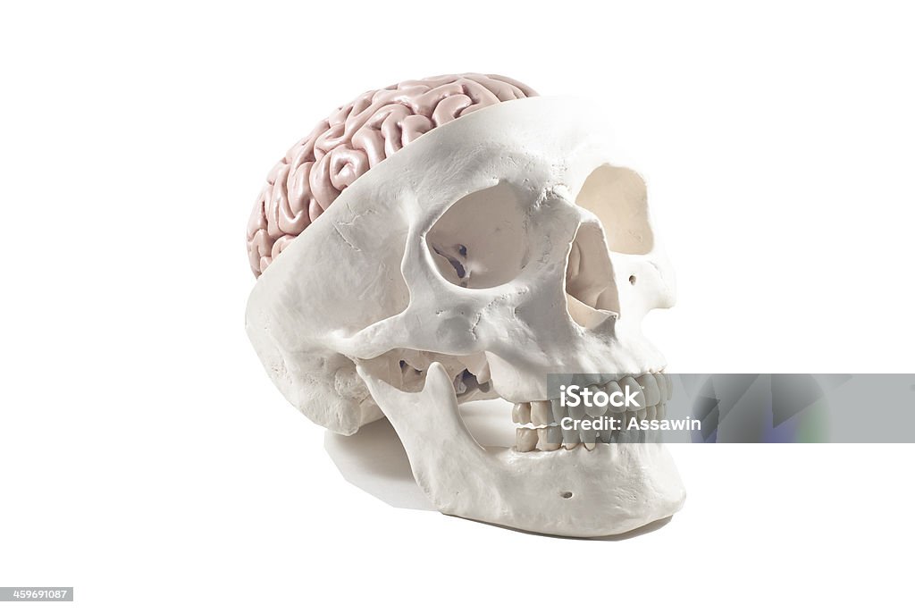 Teschio umano con modello di cervello isolato - Foto stock royalty-free di Anatomia umana